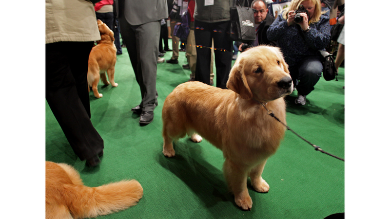 Illustration for article titled Elegant Updos and Classy Coats at the Westminster Dog Show